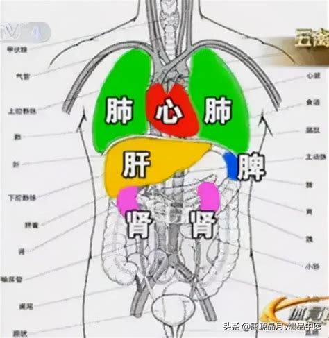 心肝脾肺腎情緒